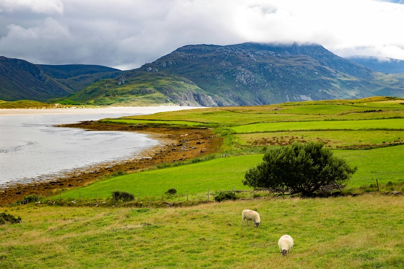 March 2026: Irish Themed Cheese of the Month Club