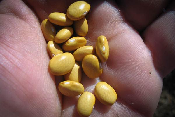 Buckeye (aka Yellow Indian Woman) - Rancho Gordo Beans