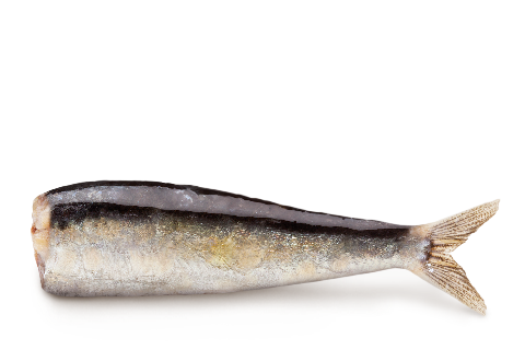 Espinaler Spicy Baby Sardines in Olive Oil 10/12