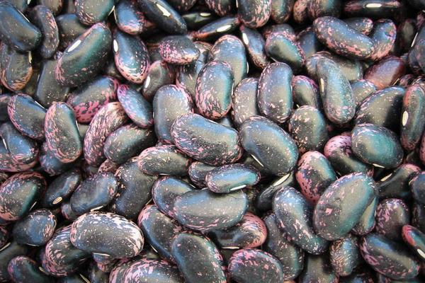Scarlet Runner Bean Rancho Gordo