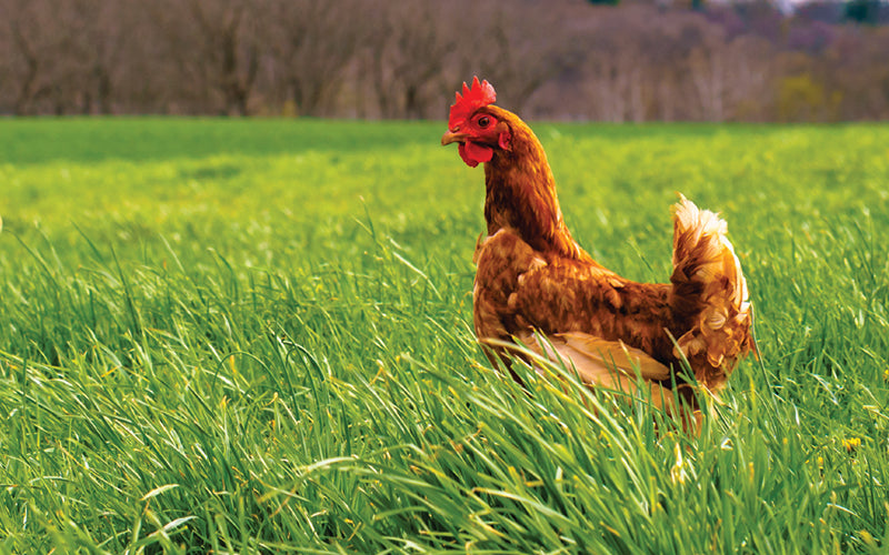 Green Circle Heritage Chicken from Dartagnan