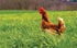 Green Circle Heritage Chicken from Dartagnan